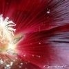 Fleurs en coeur