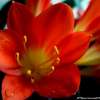 Orange et citron (Clivia)