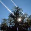 Un scratch dans l arbre ...