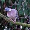 Quand je parade, vous m entendez souvent roucouler. (Pigeon ramier)