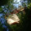 Errance d automne