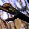 Grimper aux arbres pour mieux l’apercevoir …