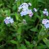 Souvent bleu, parfois rose ou blanc, je symbolise la mémoire. (Myosotis)